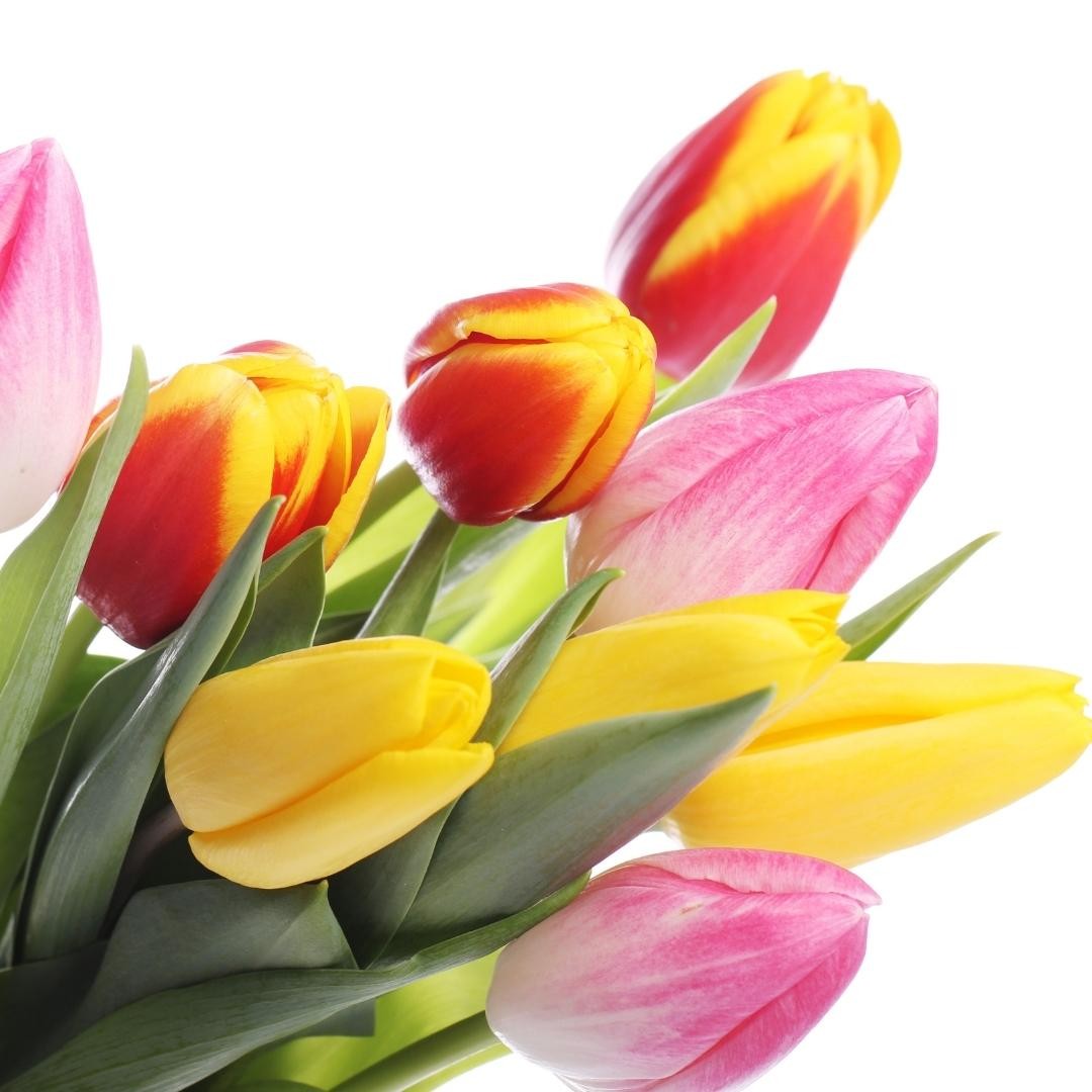 Kytice tulipánů mix | Rozvoz květin Plzeň